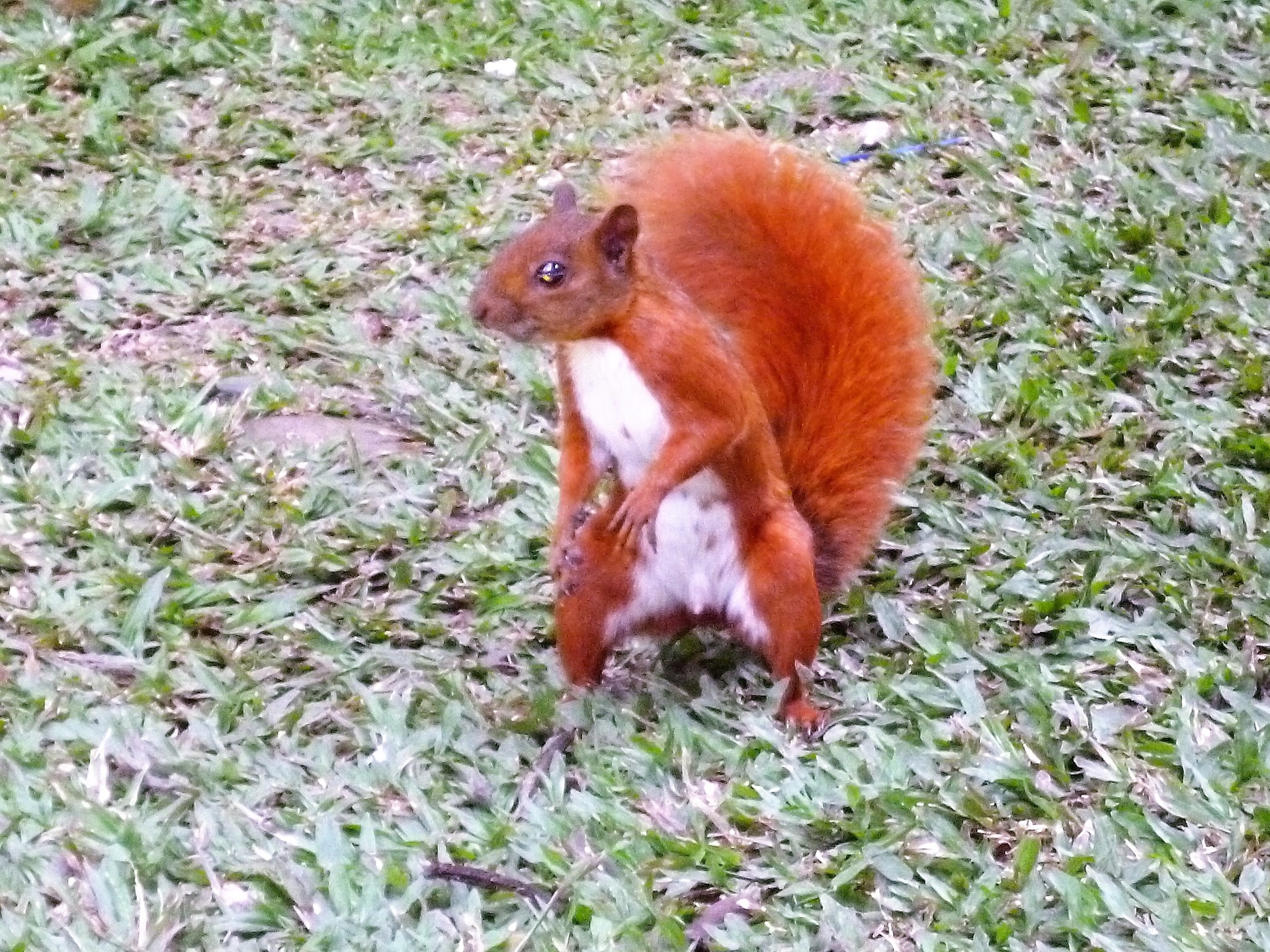 Poblado Campestre