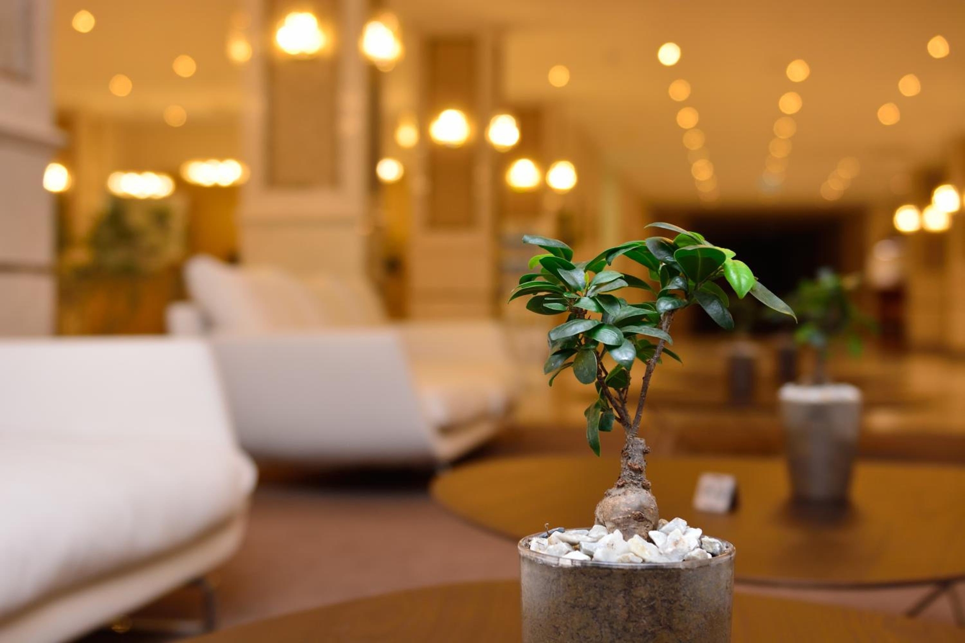 Foto de The Grand Gloria Hotel