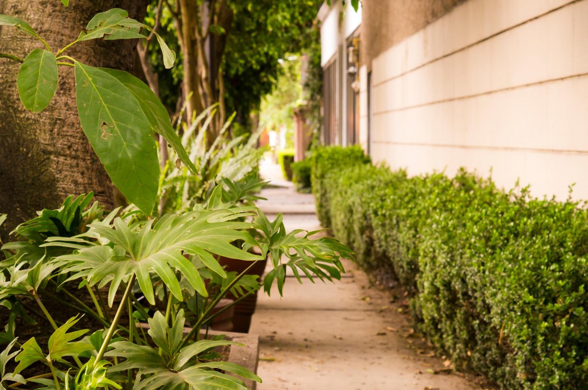 Foto de Suite 4B Bazzar, Garden House, Welcome to San Angel