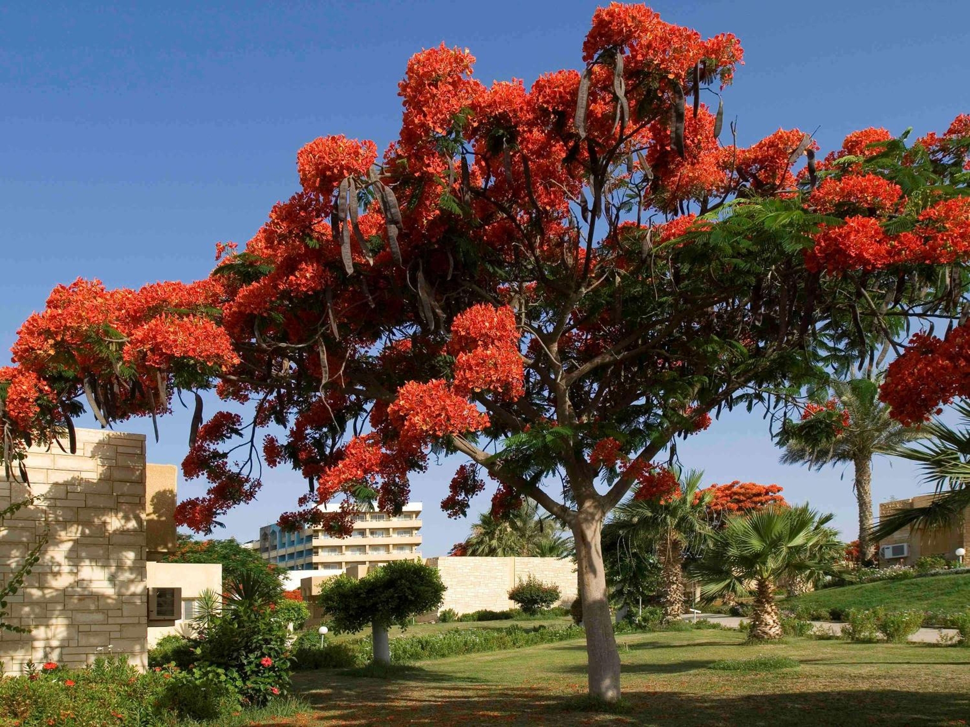 Foto de Mercure Ismailia Forsan Island