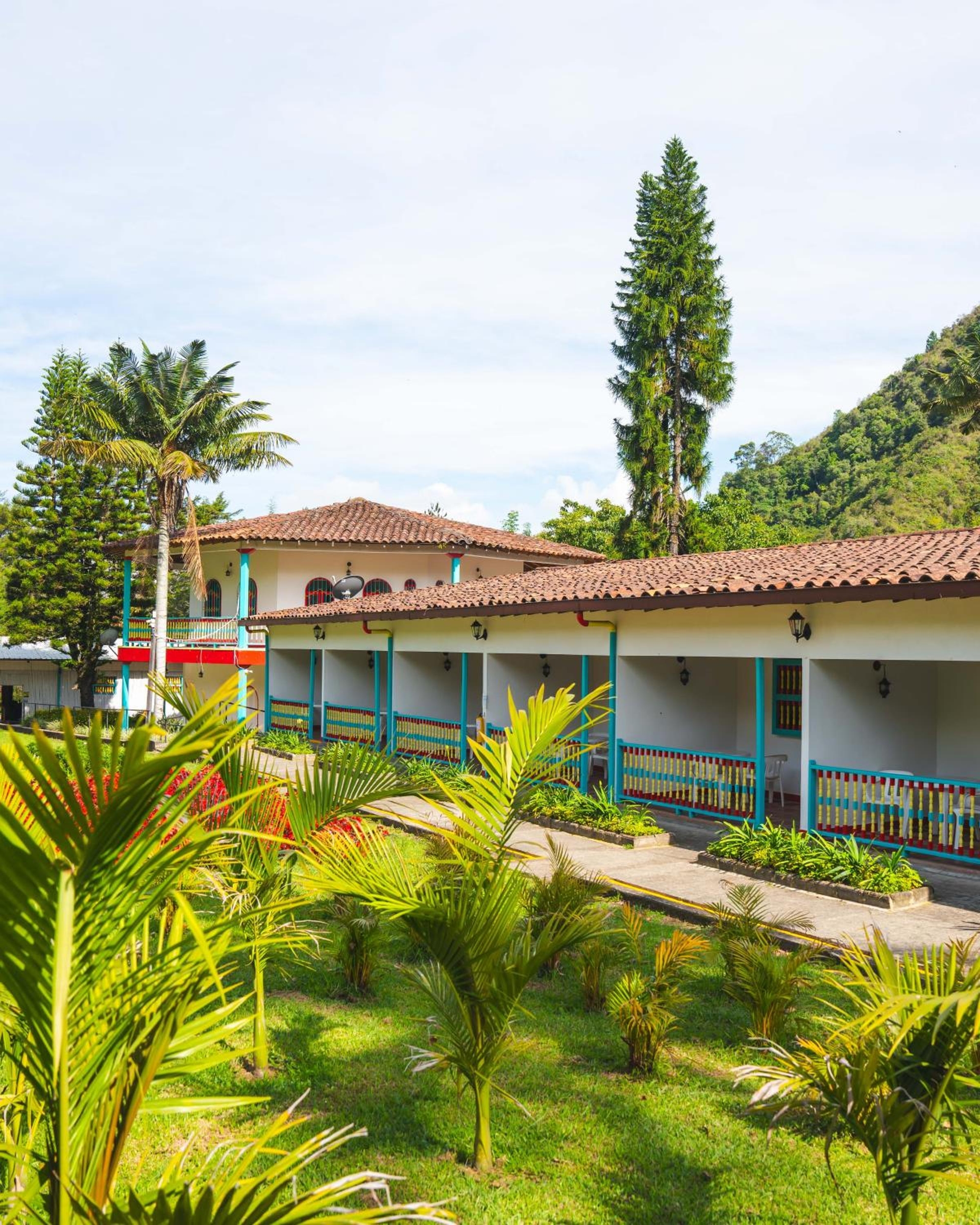 Dreamer Cocora