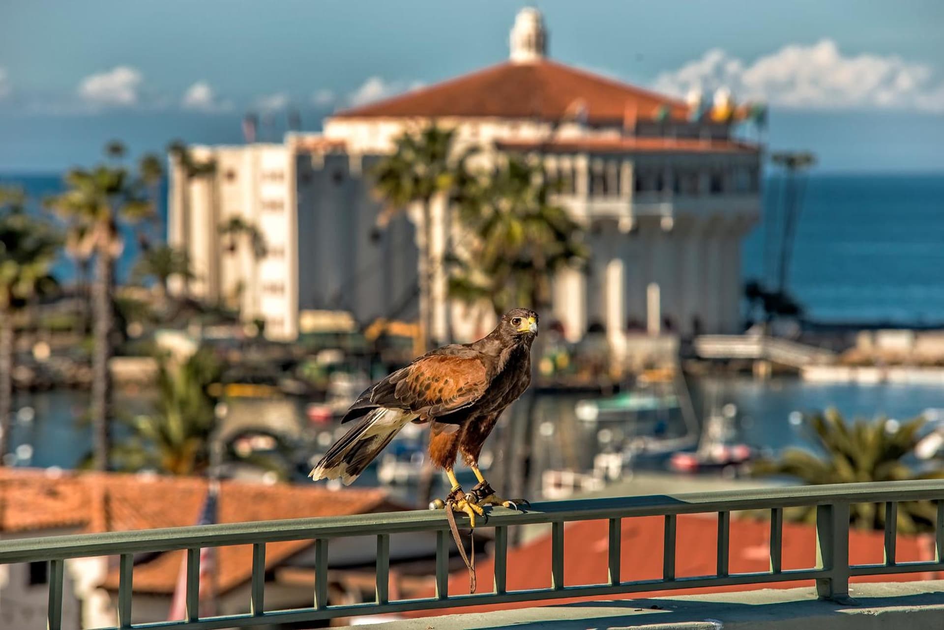 The Avalon Hotel in Catalina Island, Avalon, foto 3