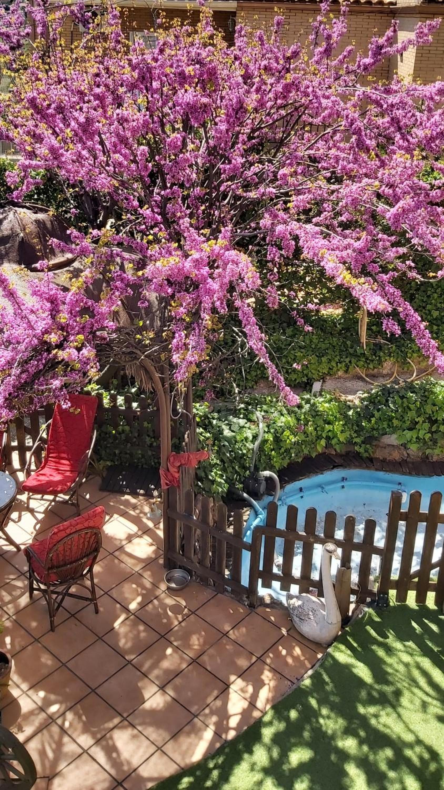 Viviendas Uso Turisitico, Al BUHAR, Torrejón del Rey, foto 2