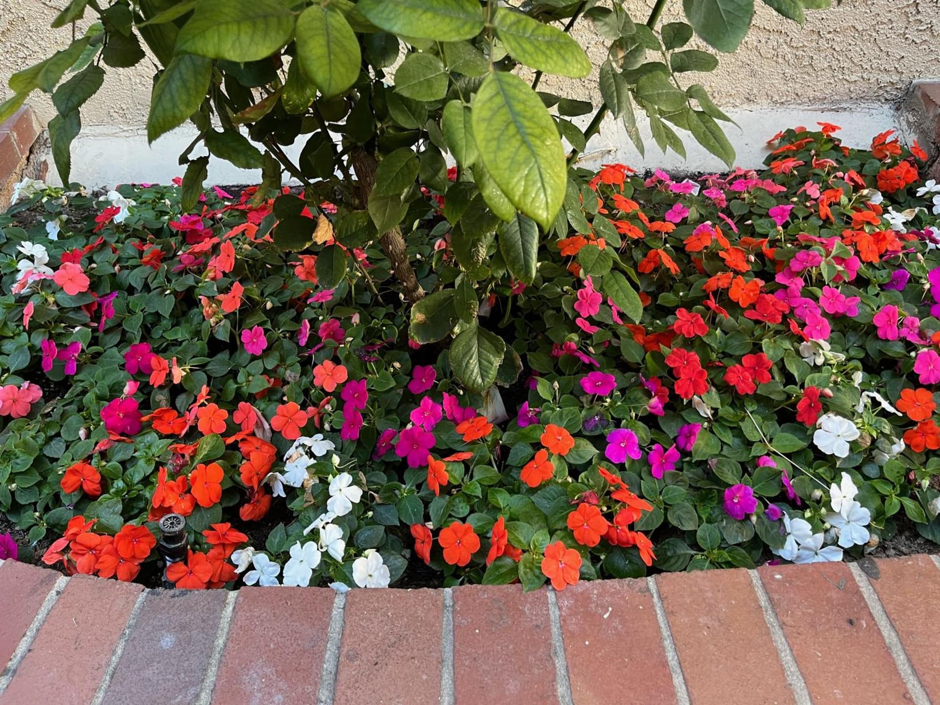 Laguna Inn and Suites, San Juan Capistrano, foto 3