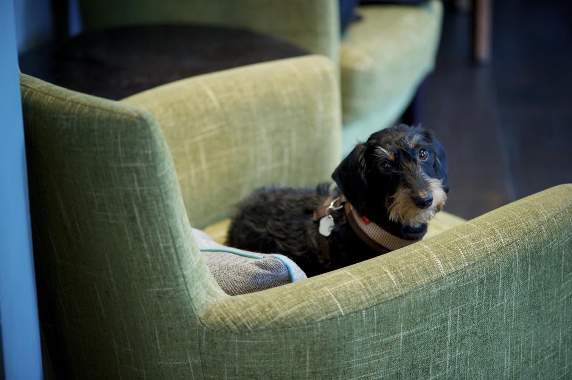 The Lodge Hotel - Putney, London, foto 3