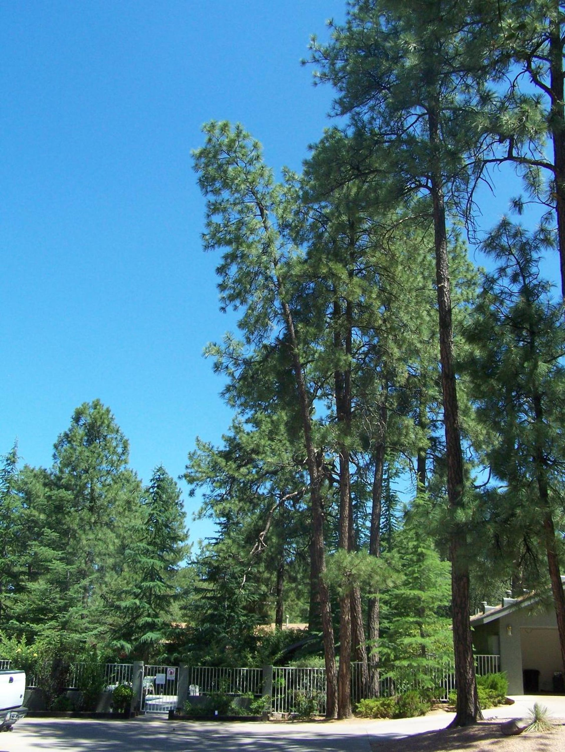 Majestic Mountain Inn, Payson, foto 5