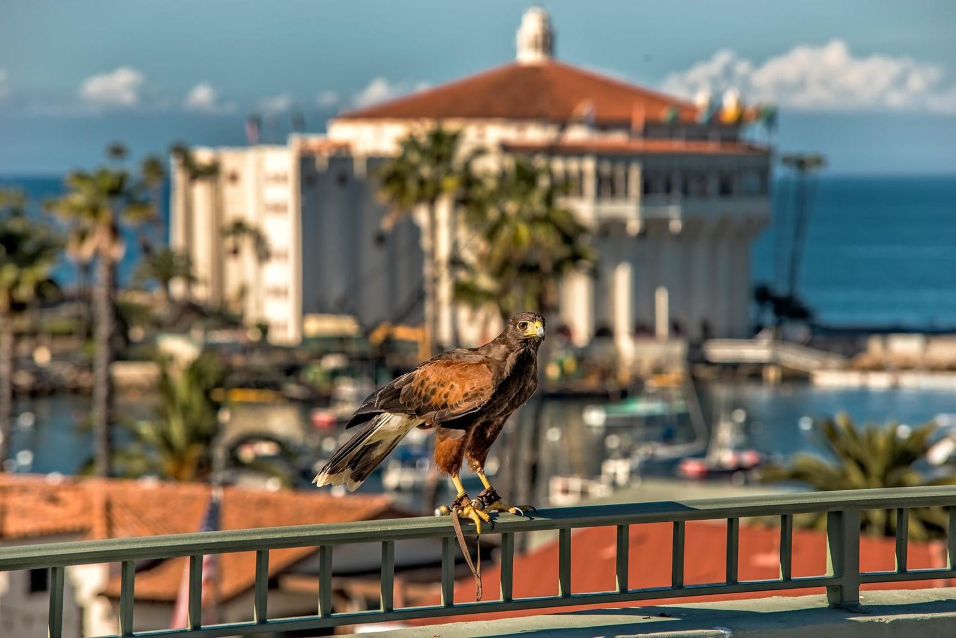 The Avalon Hotel in Catalina Island, Avalon, foto 3
