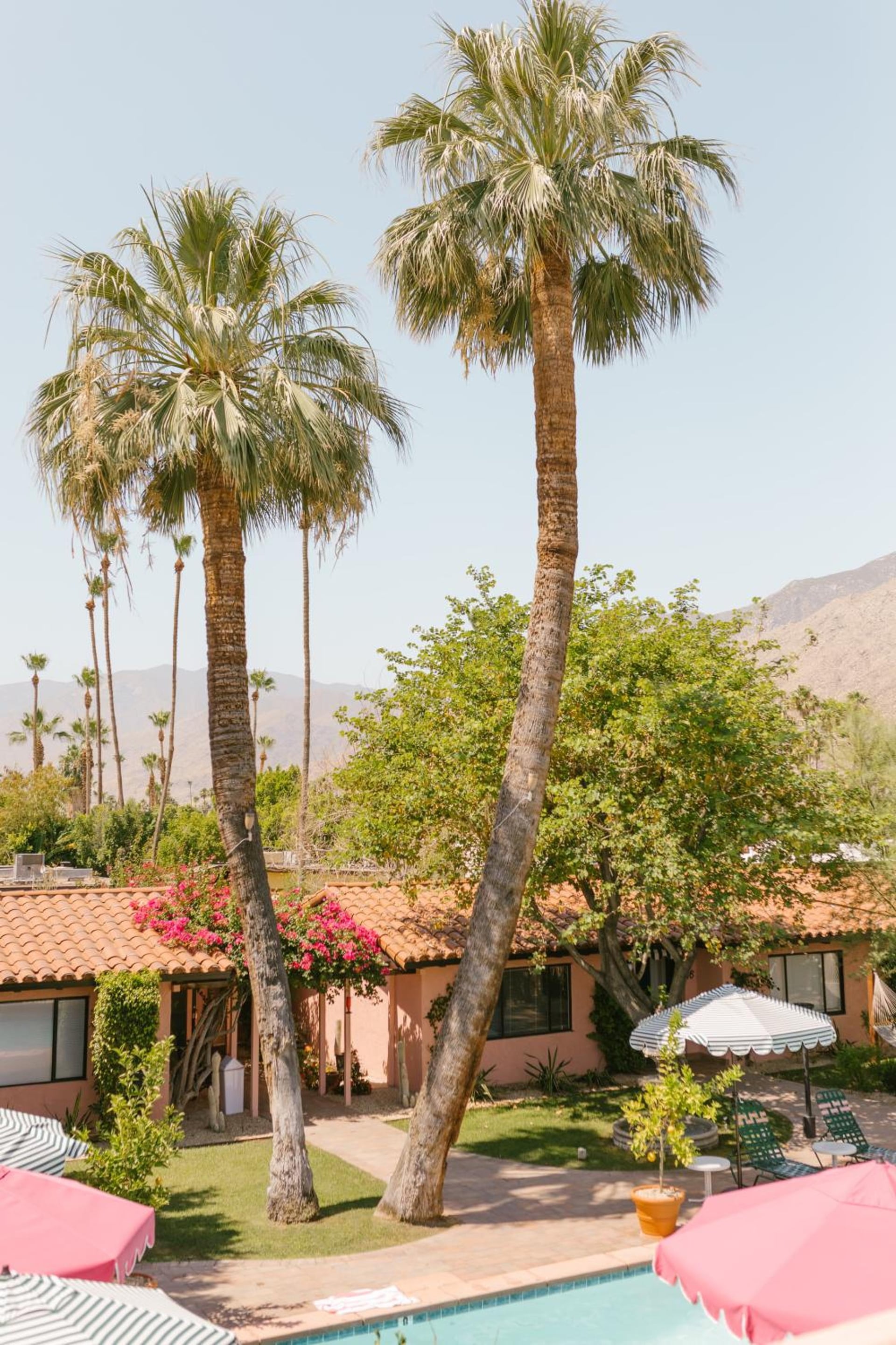 Les Cactus, Palm Springs, foto 2
