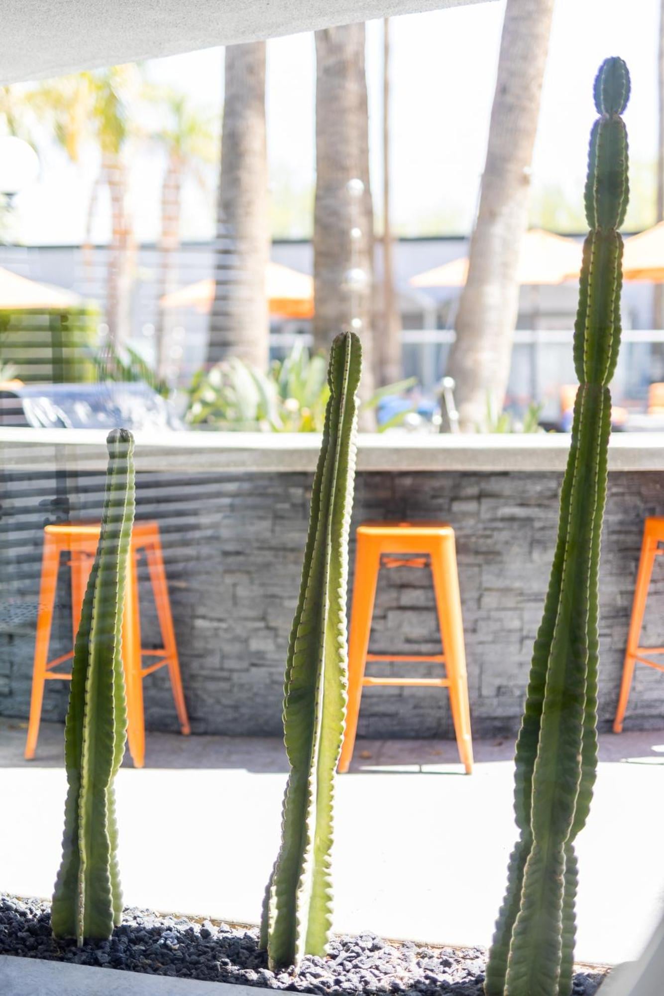 The Palm Springs Hotel, Palm Springs, foto 5