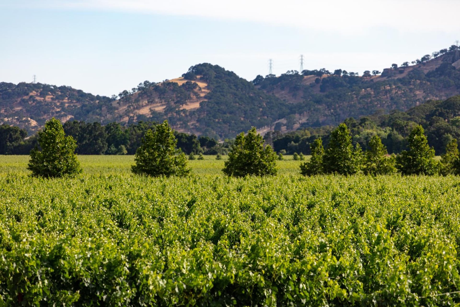 Homewood Suites by Hilton Fairfield-Napa Valley Area, Fairfield, foto 4