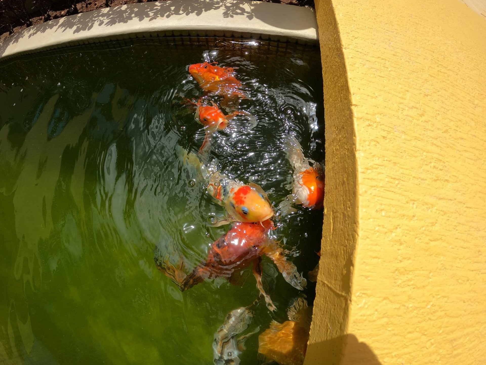 Azcapri Villa Boutique & Spa, Cancún, foto 5