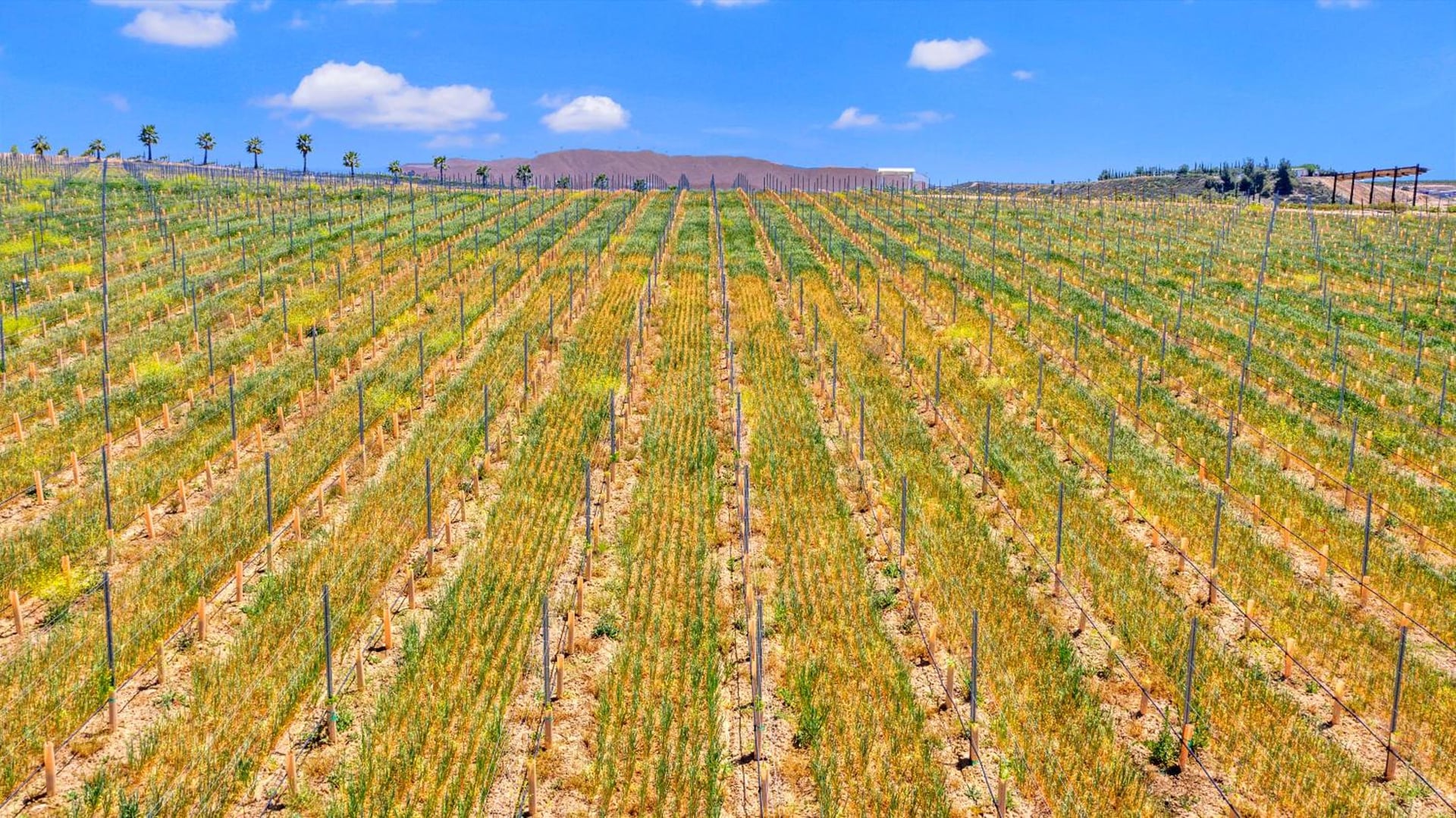 Hampton Inn & Suites by Hilton Hemet Menifee Murrieta, Hemet, foto 4