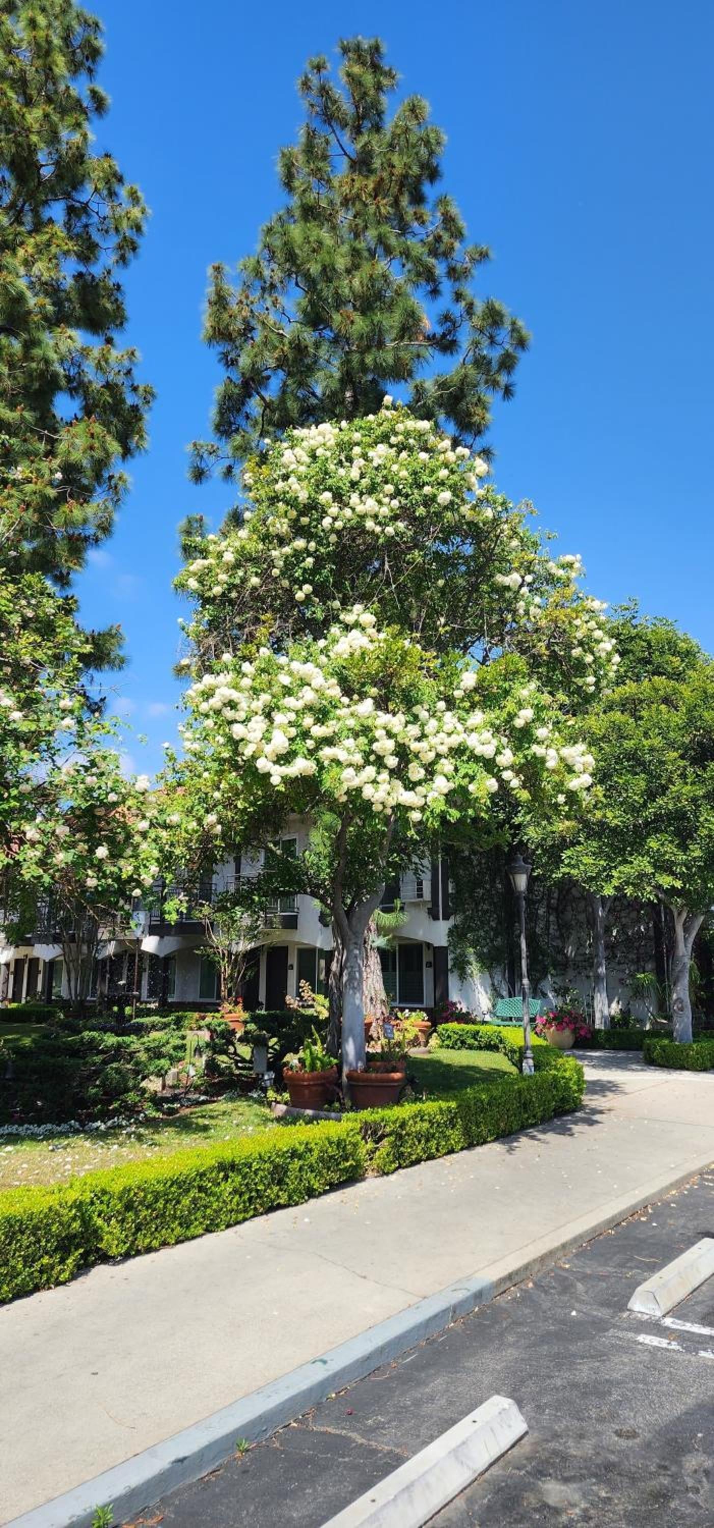 Laguna Hills Lodge-Irvine Spectrum, Laguna Hills, foto 4