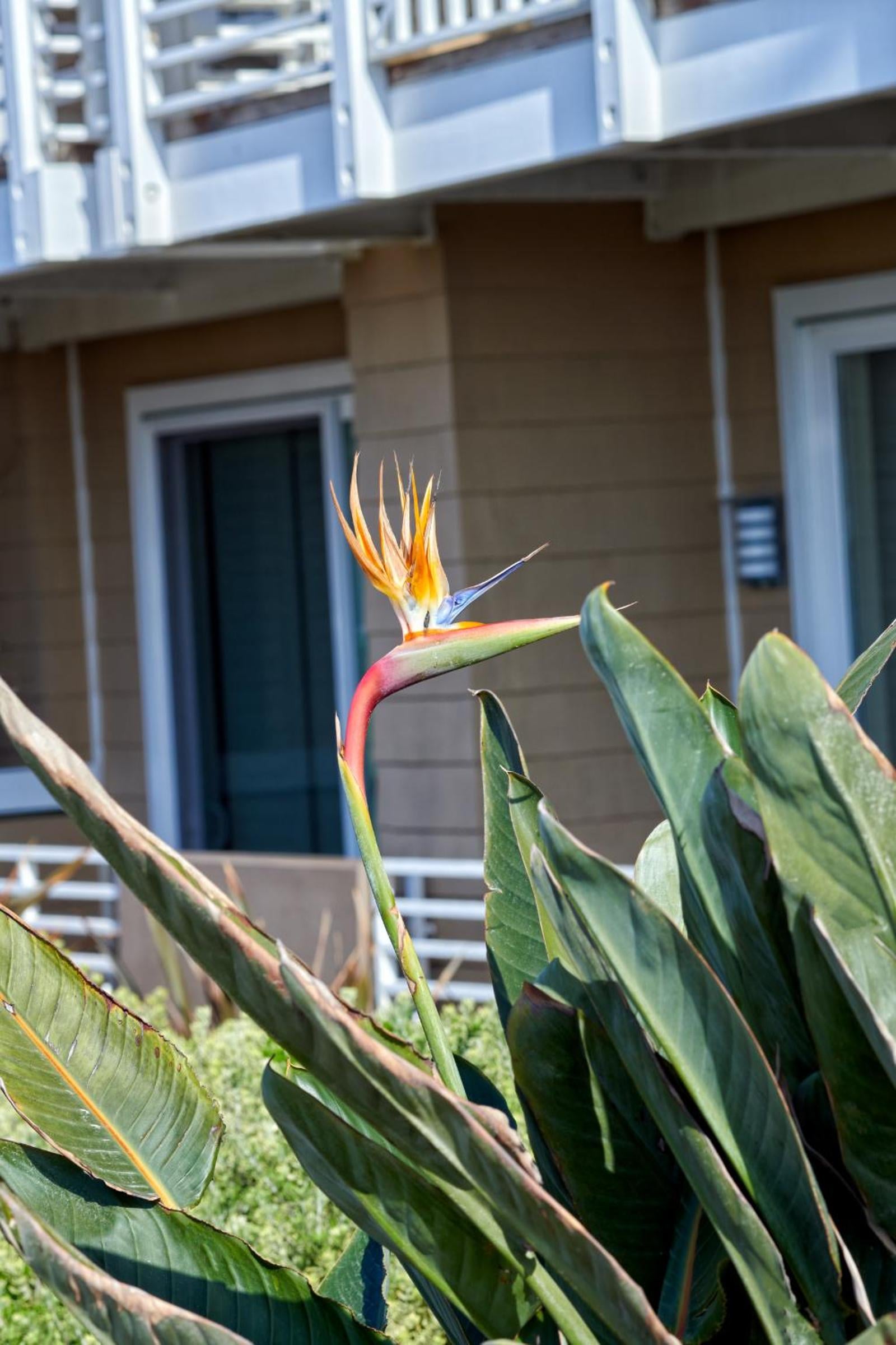 Beach House Hotel at Hermosa Beach, Hermosa Beach, foto 5