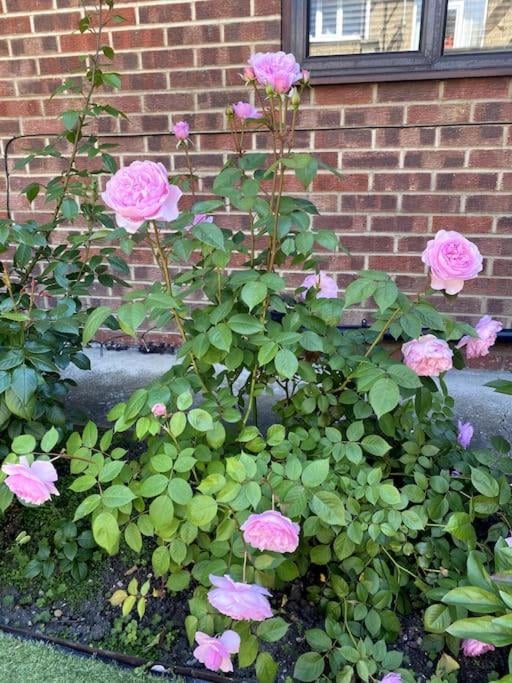Garden flat in London, London, foto 3