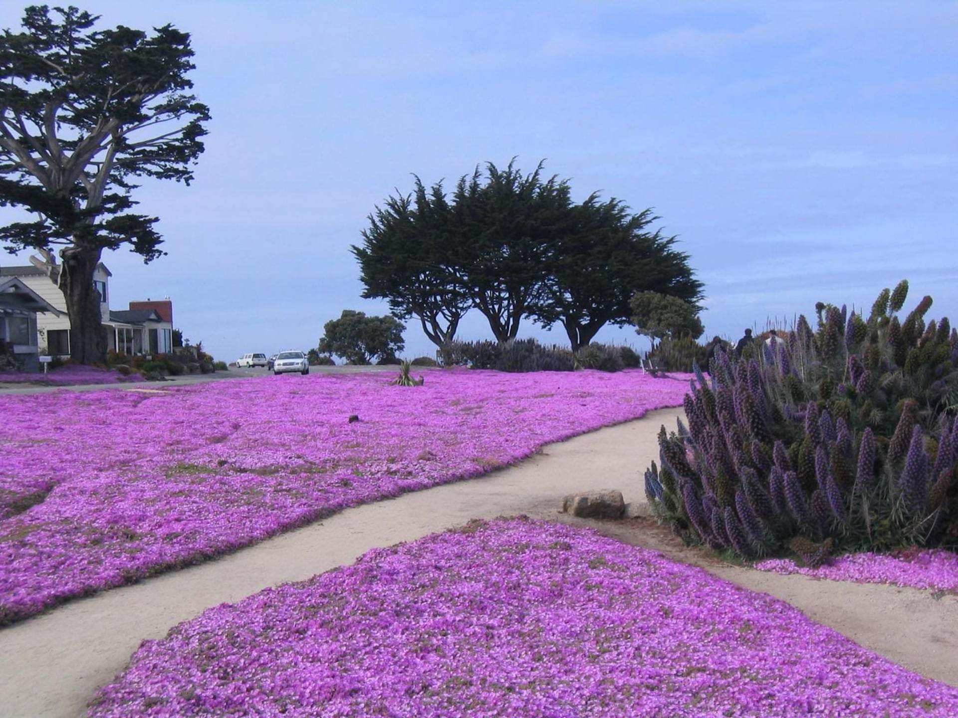 Aura Inn Monterey, Monterey, foto 5